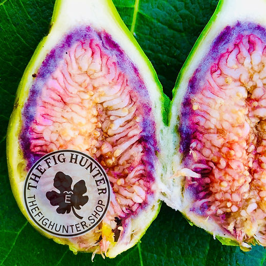 イチジク 苗 The Fig Hunter Cerasus Mortem TFH 187 接木苗