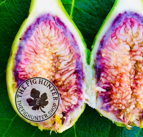 数量限定，SALE】 希少 イチジク TFH 42， Fico di Priscilla 接木苗木