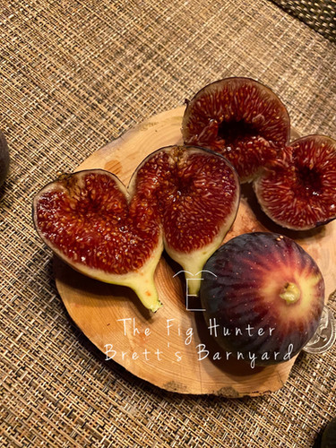 イチジク 苗TFH 454, Brett's Barnyard Ambrosia TFH 454, Brett's Barnyard Ambrosia | The Fig Hunter