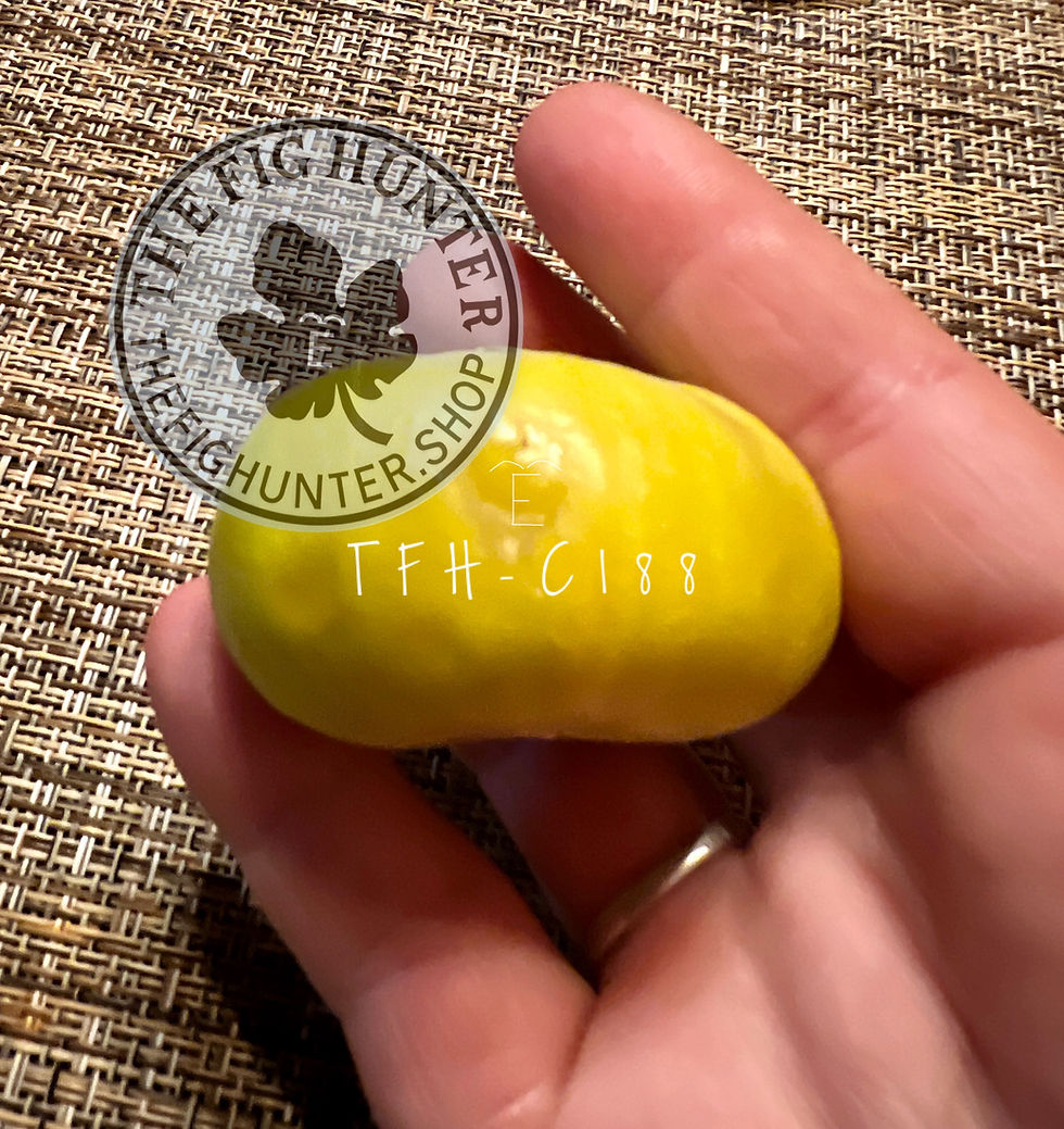 【推定 Persistent Capri Fig】TFH-C188 挿木苗 TFH C188, Edible Caprifig | The Fig Hunter