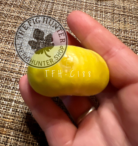 【親木花粉採取済】 食べれるカプリフィグ TFH C188 挿木苗 TFH C188, Edible Caprifig | The Fig Hunter