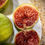 Thumbnail: TFH 643, Shasta Strawberry