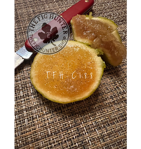 TFH C188, Edible Caprifig | The Fig Hunter