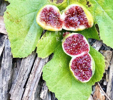 TFH 270, Jolly Rancher | The Fig Hunter