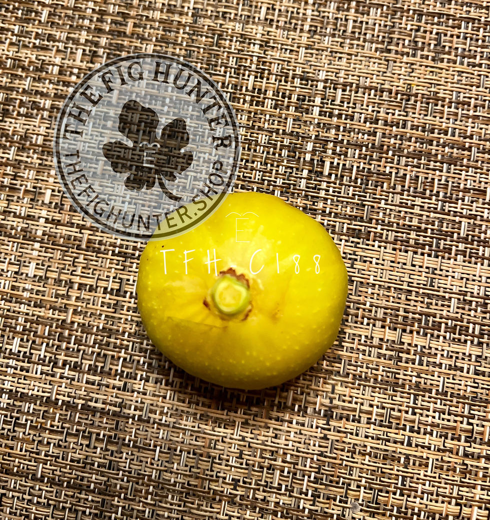 TFH C188, Edible Caprifig | The Fig Hunter