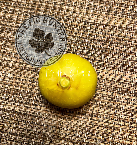 【推定 Persistent Capri Fig】TFH-C188 挿木苗 TFH C188, Edible Caprifig | The Fig Hunter
