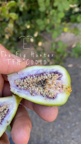 TFH C80 | The Fig Hunter