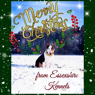 essexshire miniature bull terriers