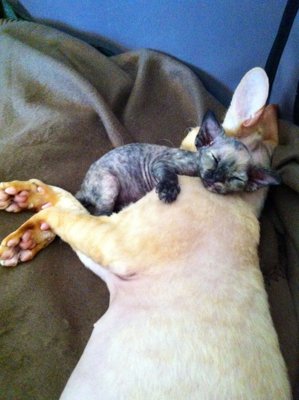 Hope et Ginger des Princes du Devon