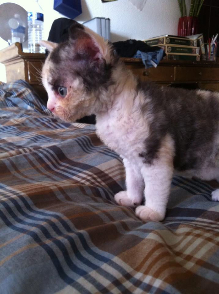 Isabelle,girl black tortie and white