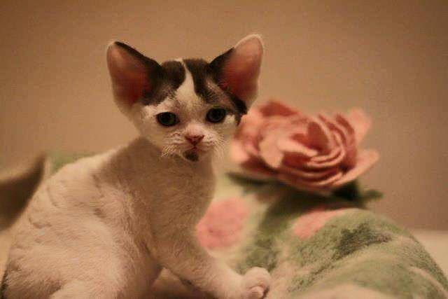 Princesse Mabel