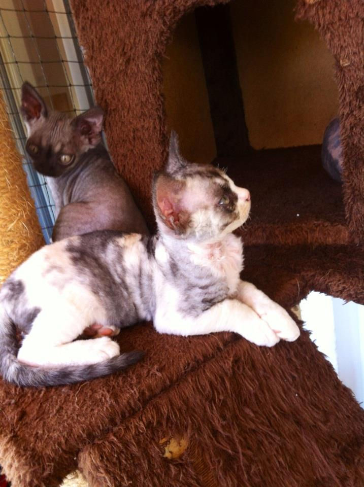 Inka, girl black tortie and white