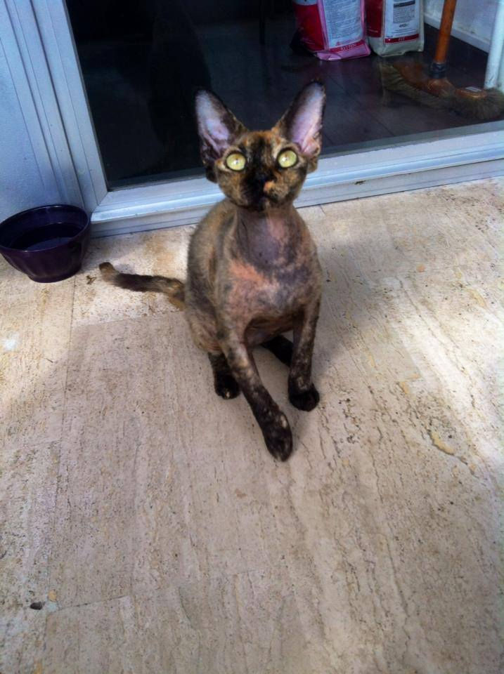 Princesse Hope Des Princes du Devon