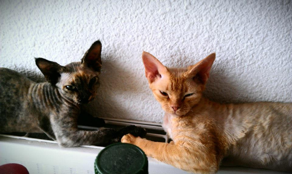 Princesse Hope et Maman Ginger