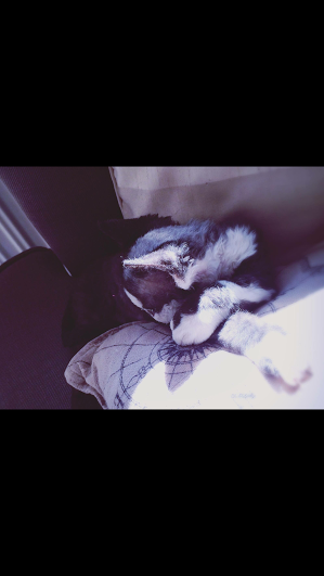 Princesse Panda