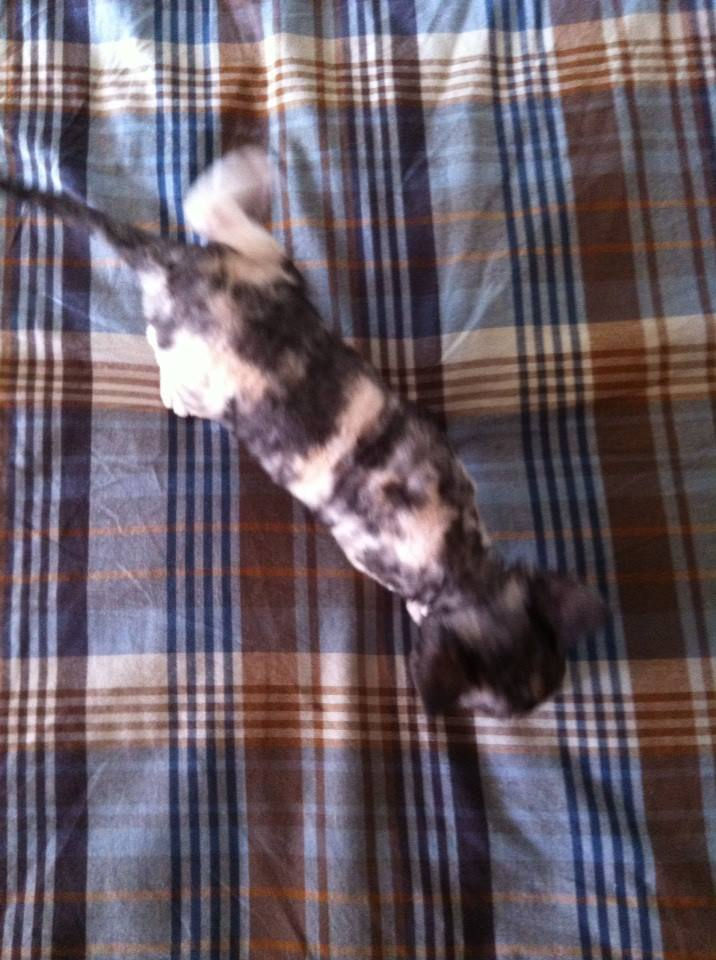 Inka, girl black tortie and white