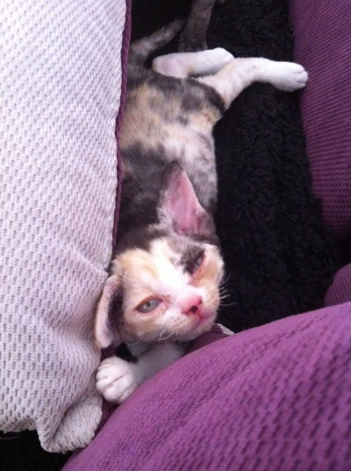 Isabelle,girl black tortie and white