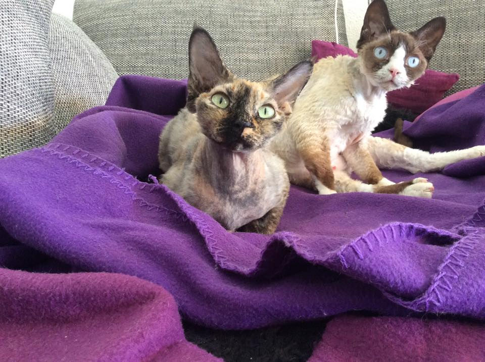 Princesse Hope et Princesse Honey