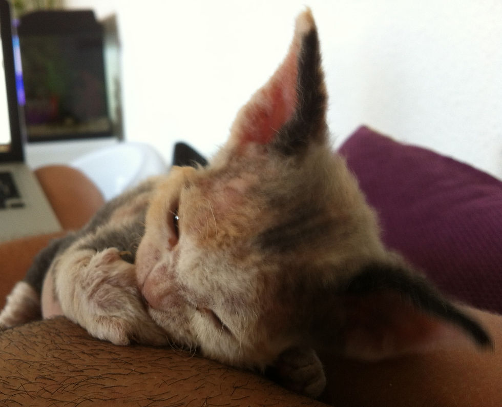 Izzie des Princes du Devon