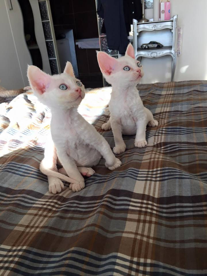 Sisters