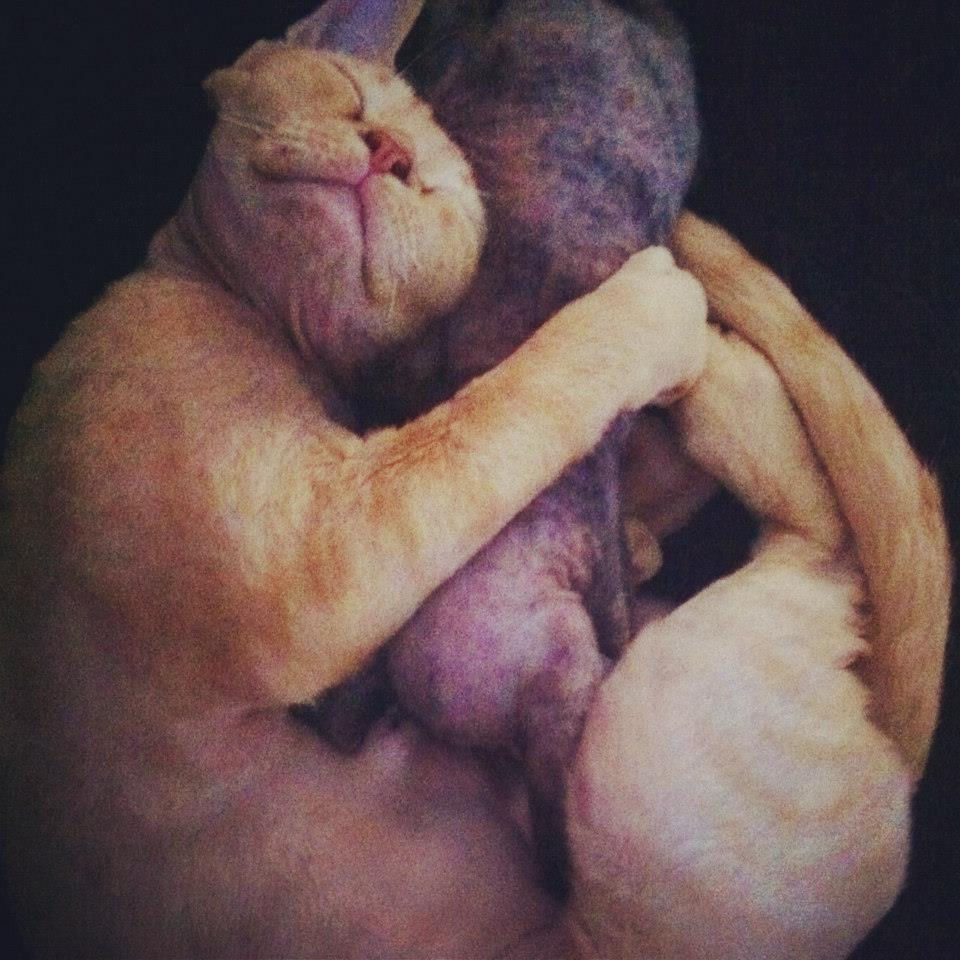 Princesse Ginger et Hope sa fille