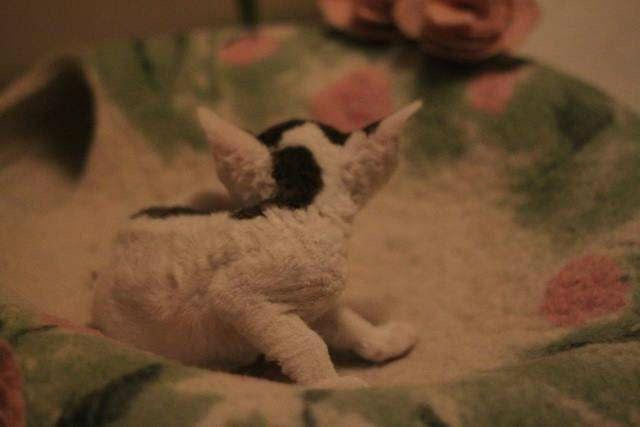 Princesse Mabel