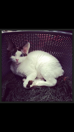 Princesse Jolie Choupette