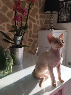 Mojito