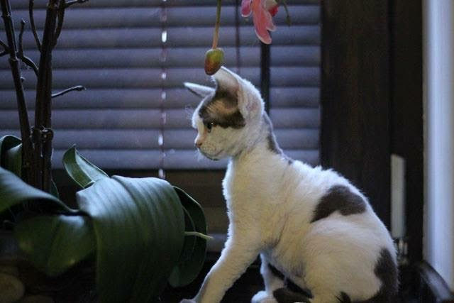 Princesse Mabel