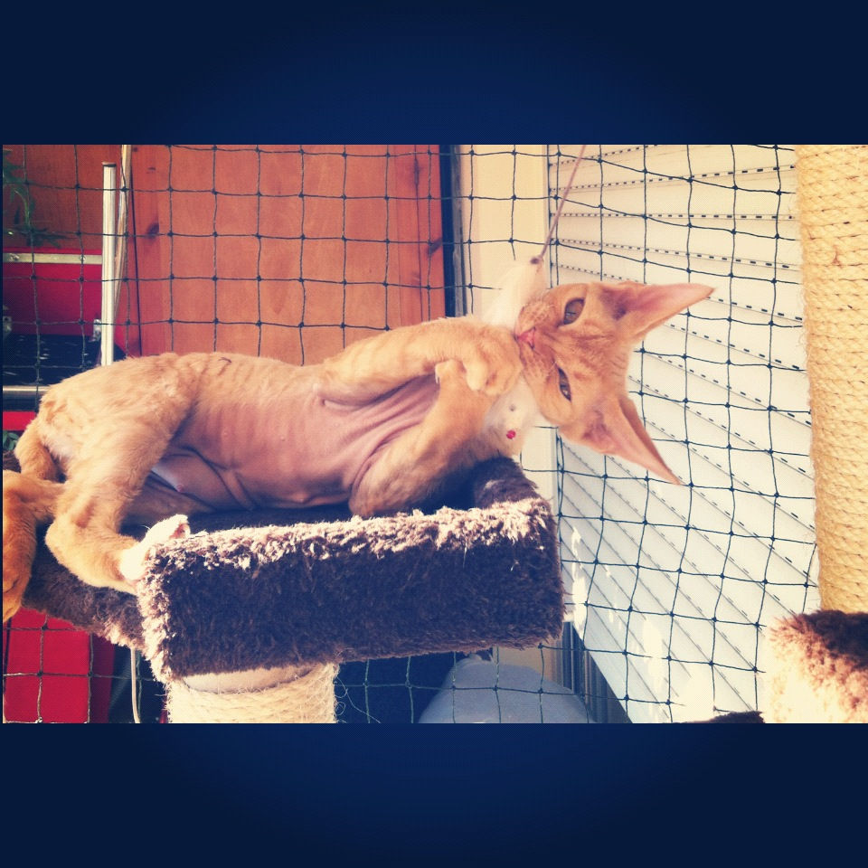 Ginger des Lutins du Devon