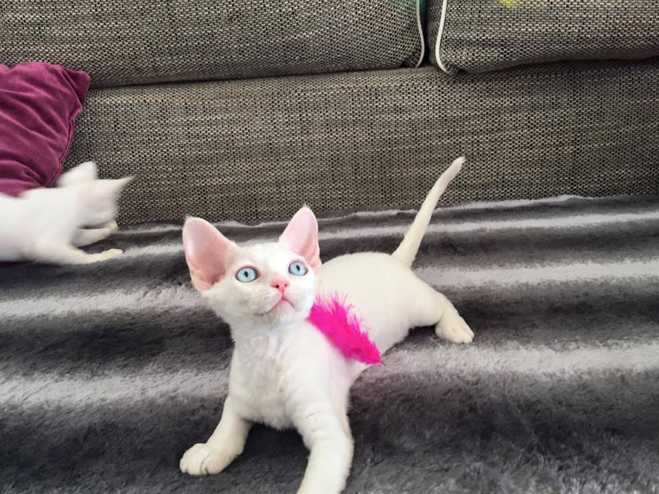 Princesse Lady