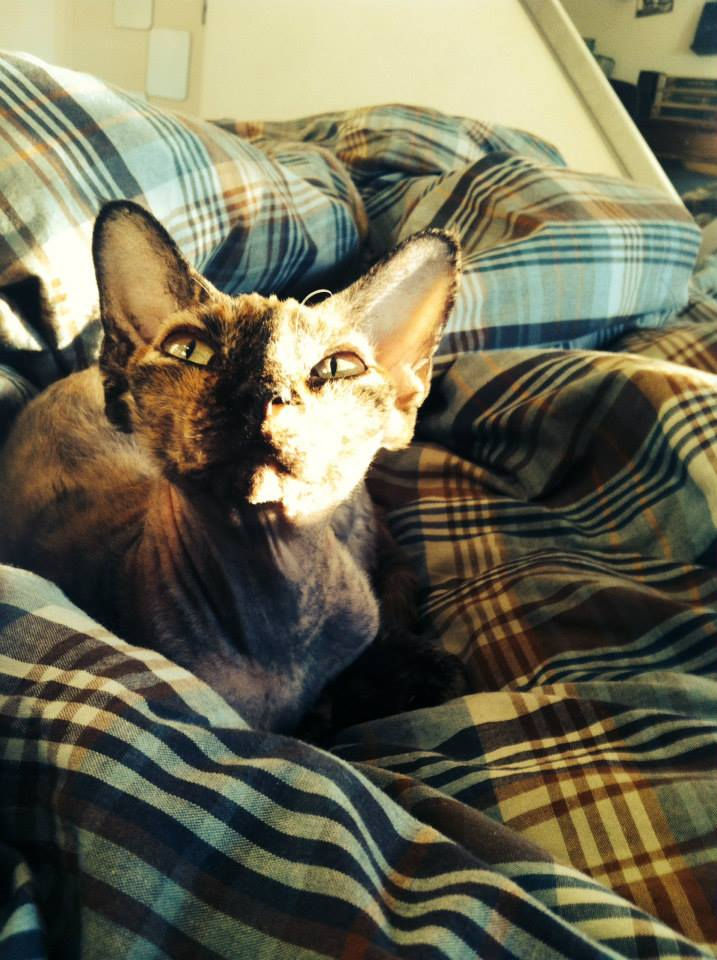Princesse Hope Des Princes du Devon