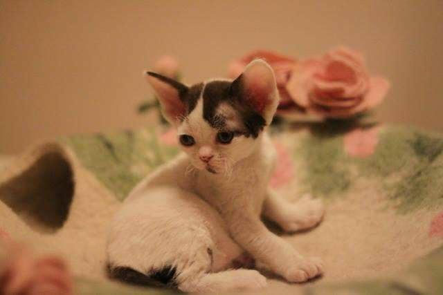 Princesse Mabel