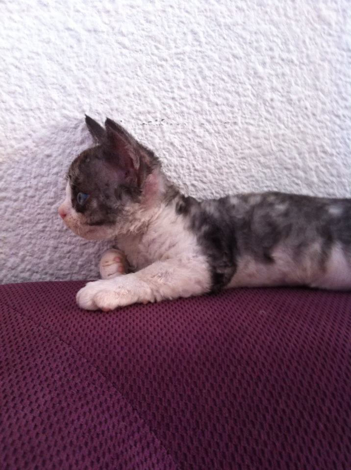 Inka des Princes du Devon