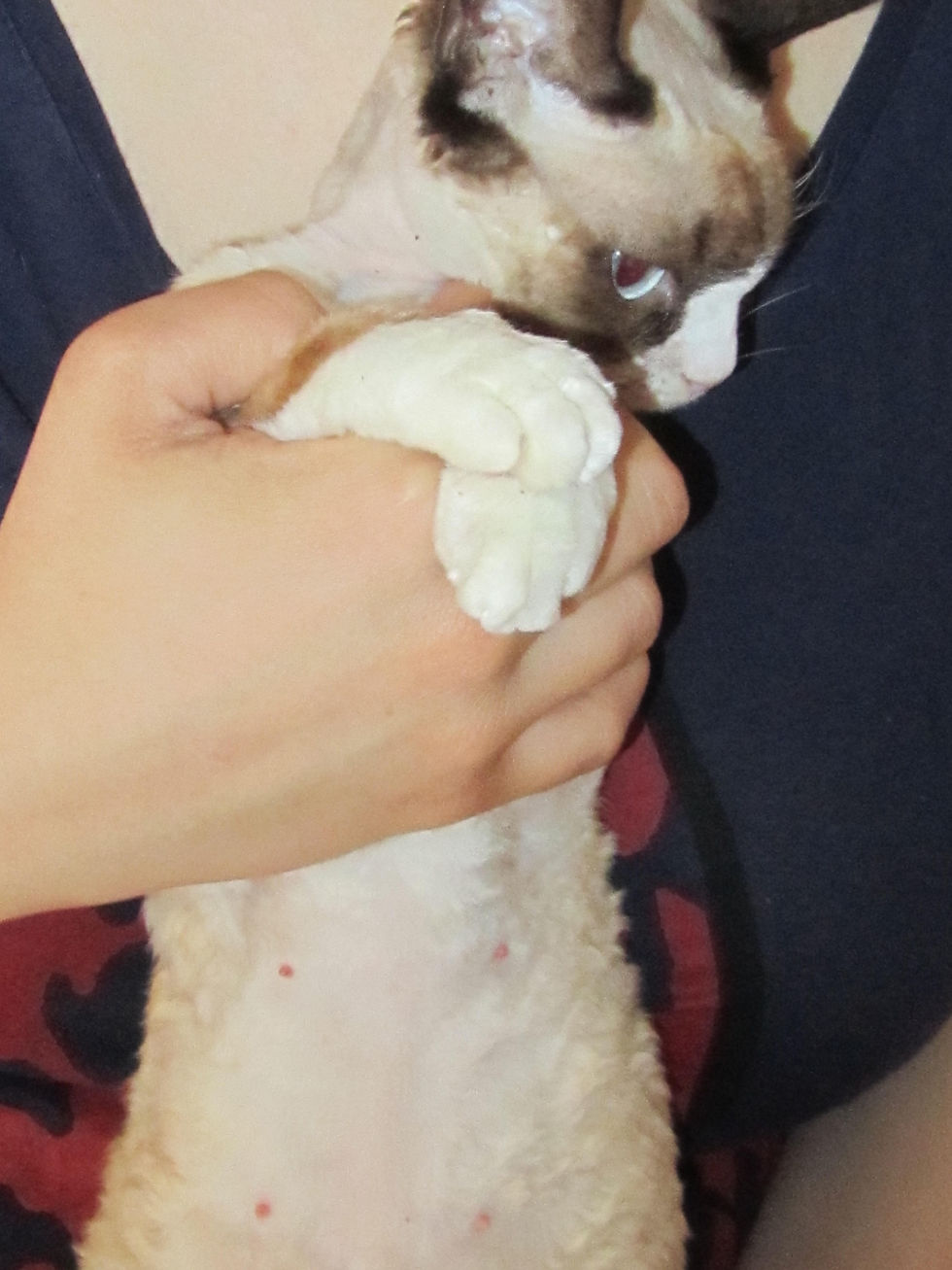 Princesse CH. Noble Rex Honey