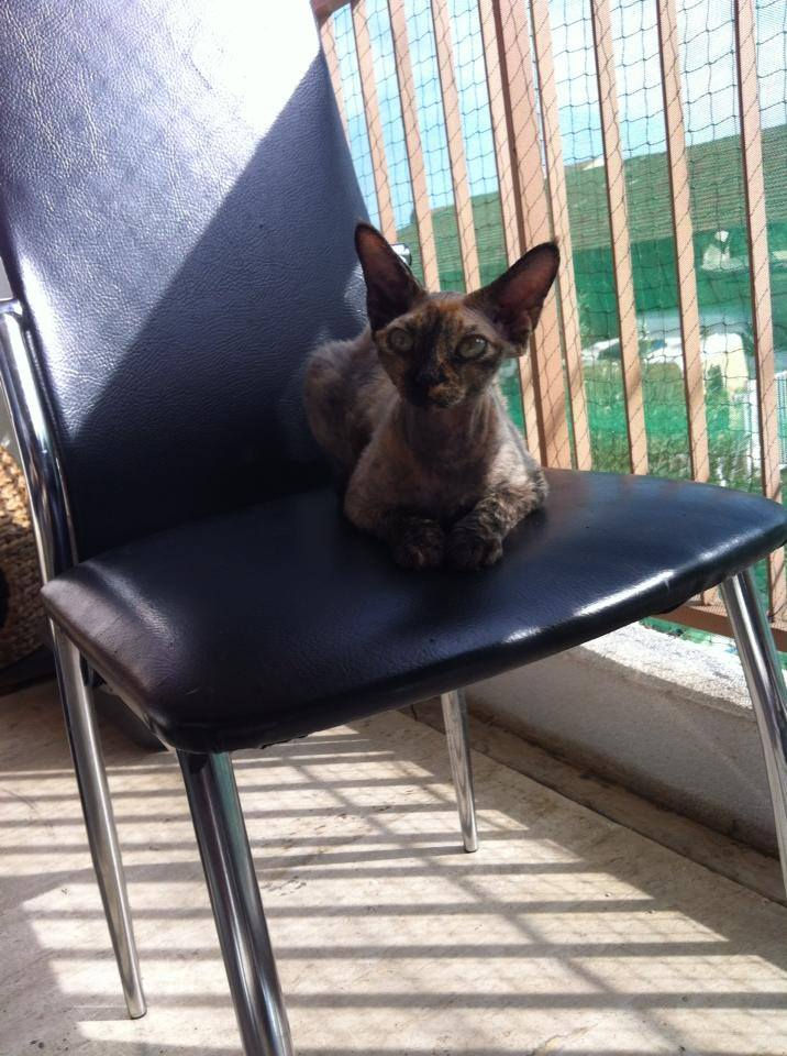 Princesse Hope Des Princes du Devon