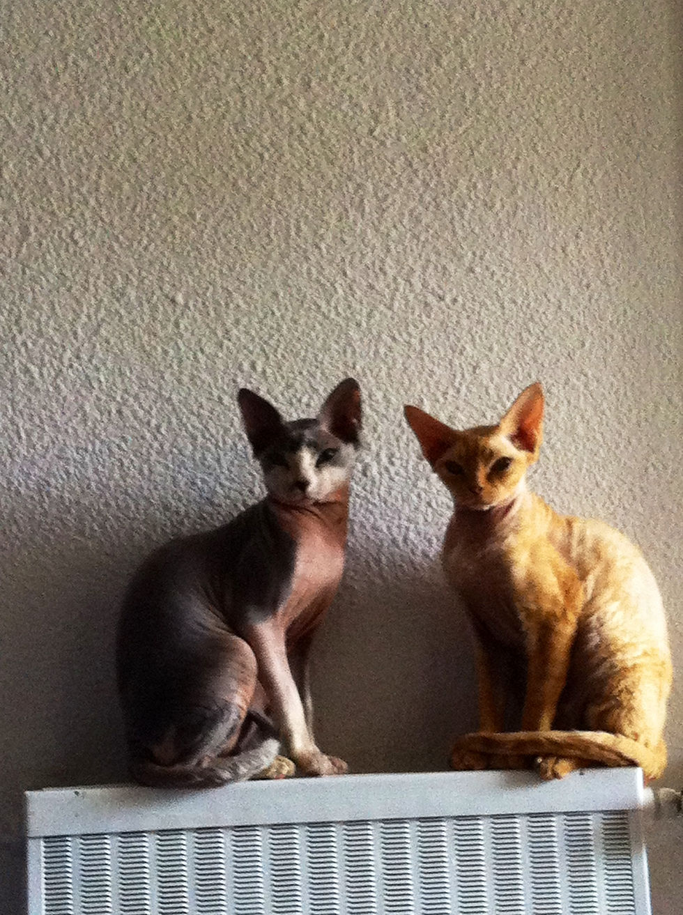 Princesse Ginger / Prince Guizmo