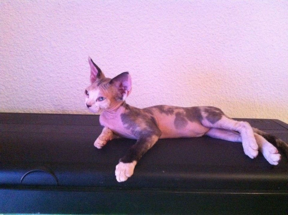 Irrésistible Pin-Up, girl