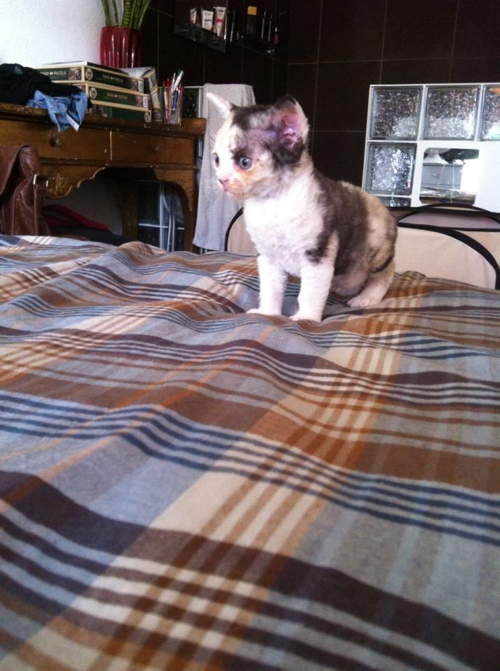 Isabelle,girl black tortie and white