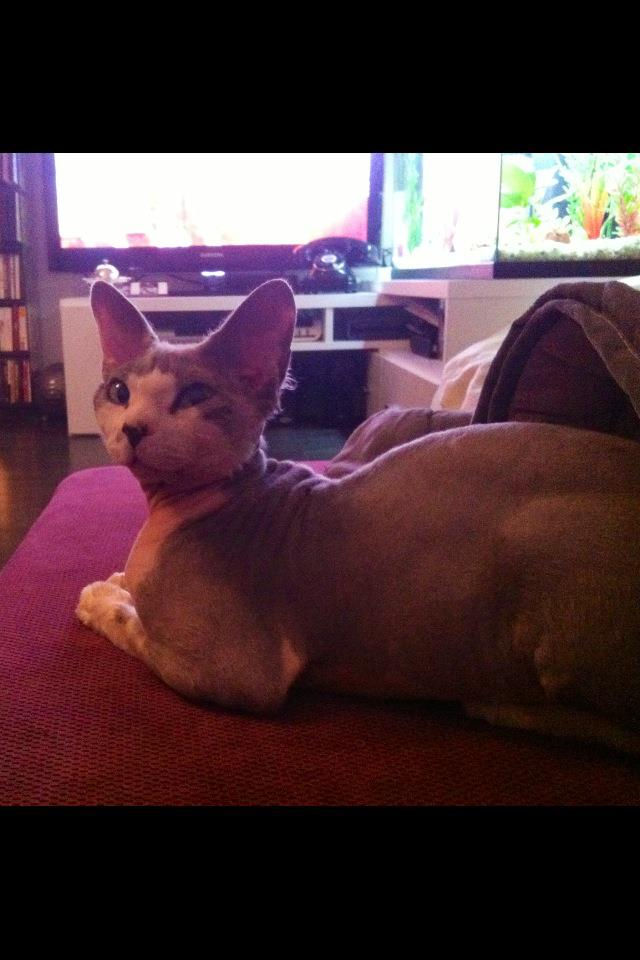 Prince Guizmo