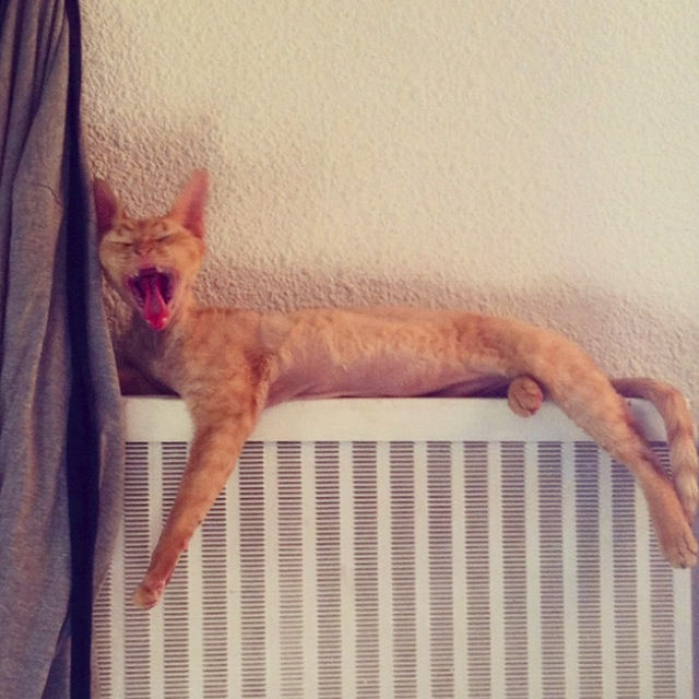 Ginger des Lutins du Devon