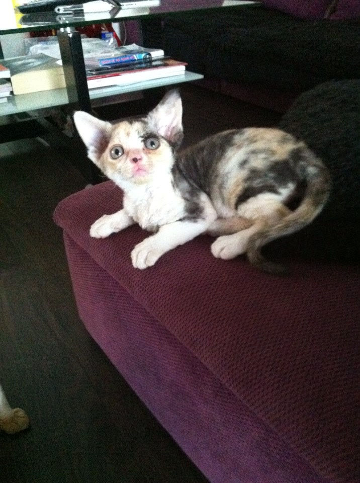 Isabelle,girl black tortie and white