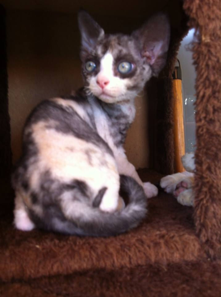 Inka, girl black tortie and white