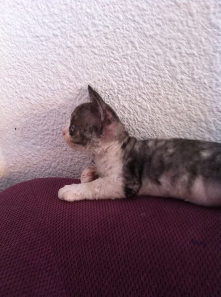 Inka, girl black tortie and white
