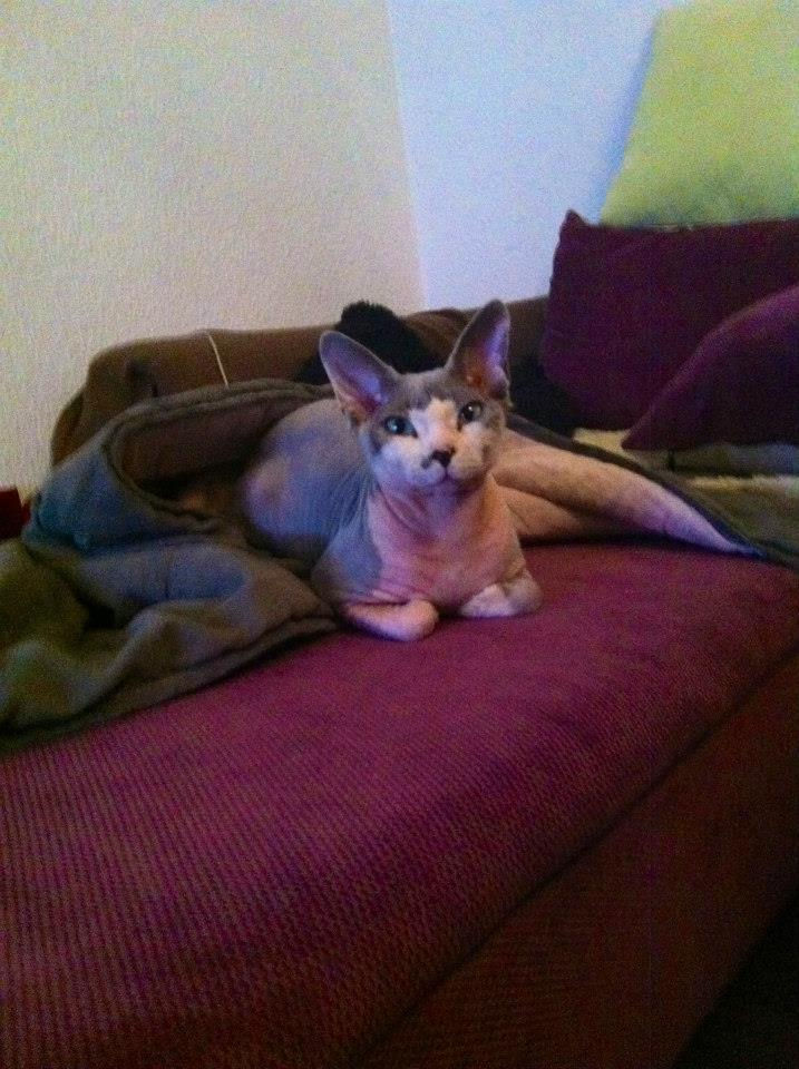 Prince Guizmo