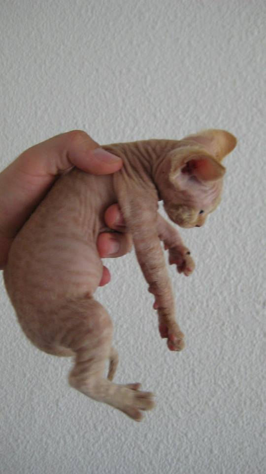 Idriss, boy roux