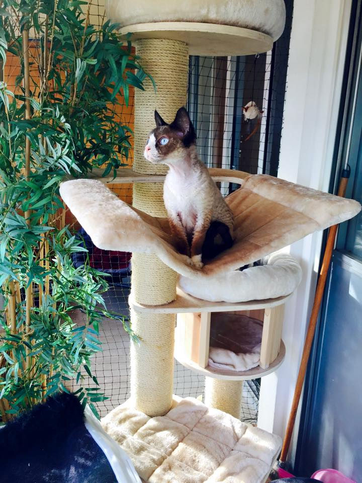 Princesse Honey