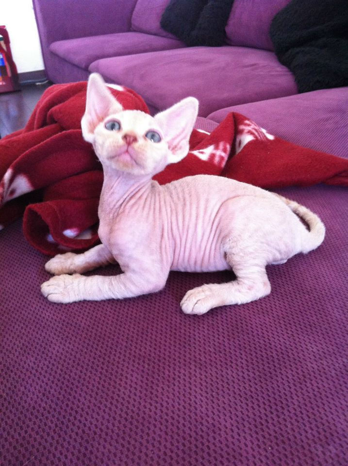 Icare, boy red point