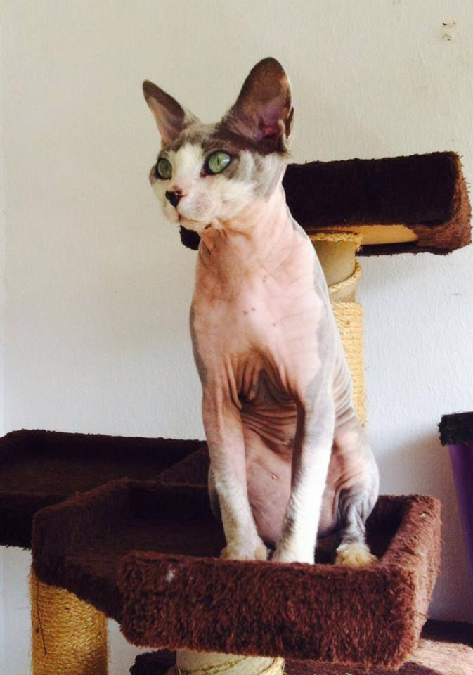 Prince Guizmo