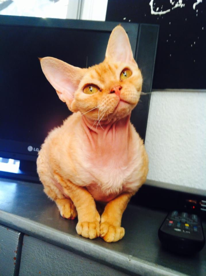 Princesse Ginger Des Lutins du Devon